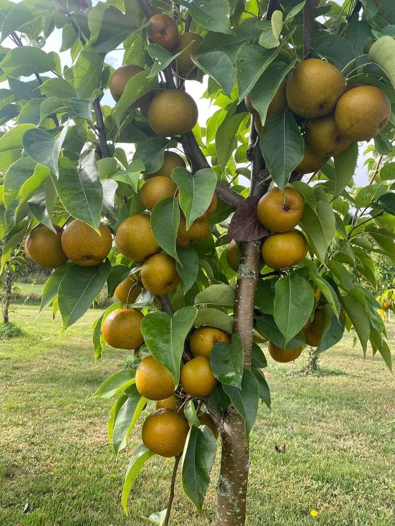 Asian Pear Trees