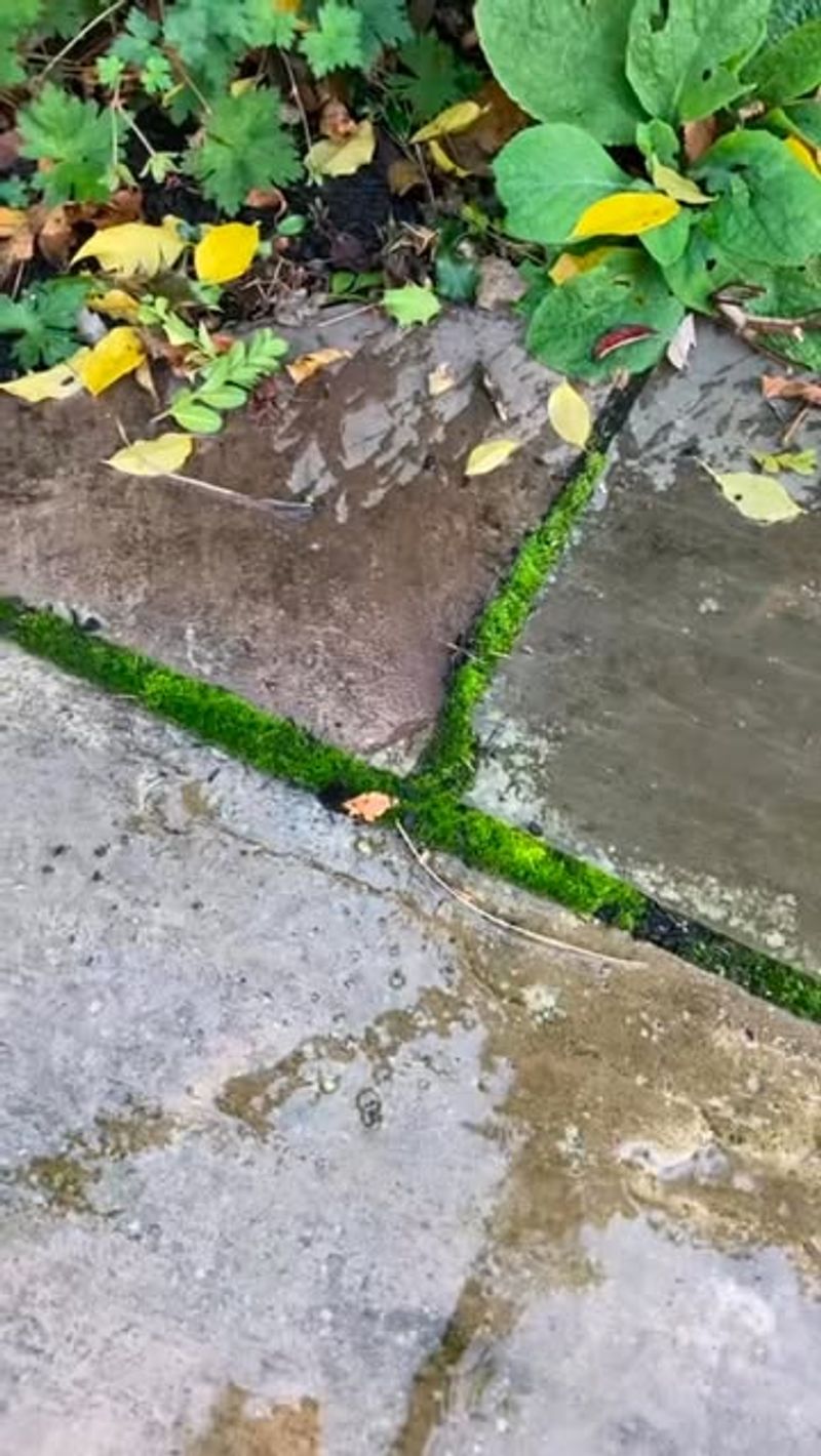 Eliminating Moss Growth