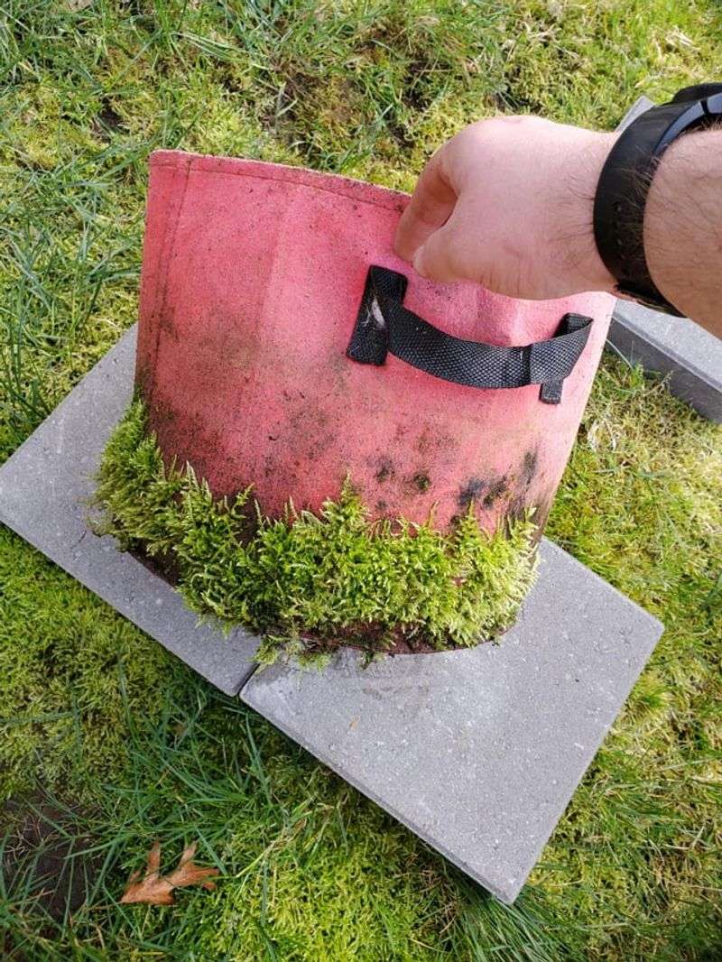 Controls Moss Growth Safely