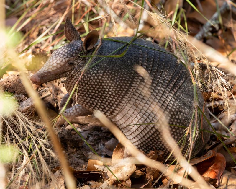 Remove Hiding Spots Like Brush Piles And Debris