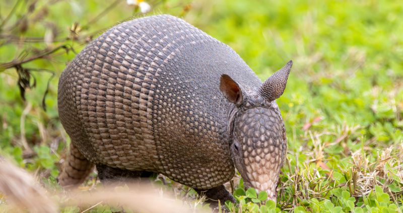 Contact Wildlife Professionals