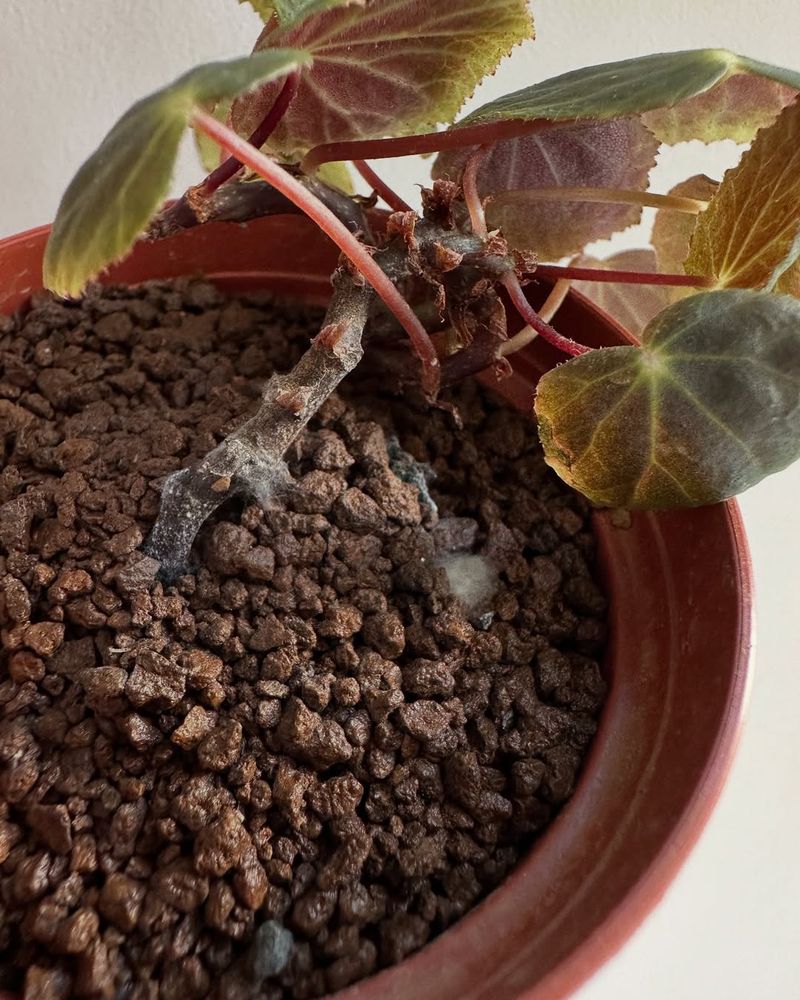 Acidic Soil Boosts Pigment Production