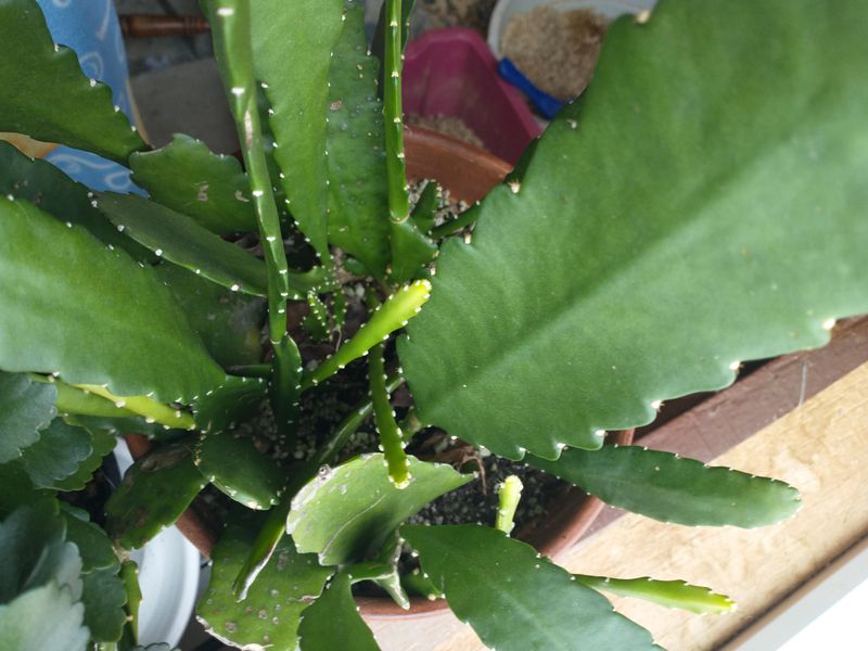 Be Patient While Roots Develop