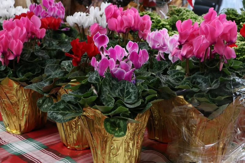 Give Them Bright But Filtered Light