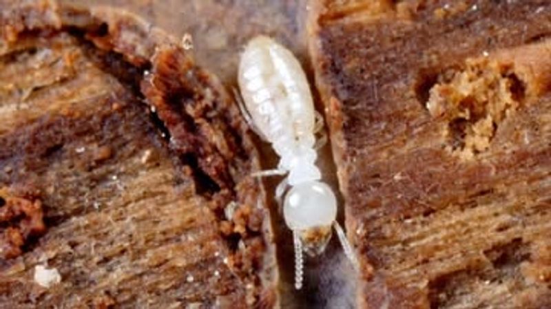 Termites