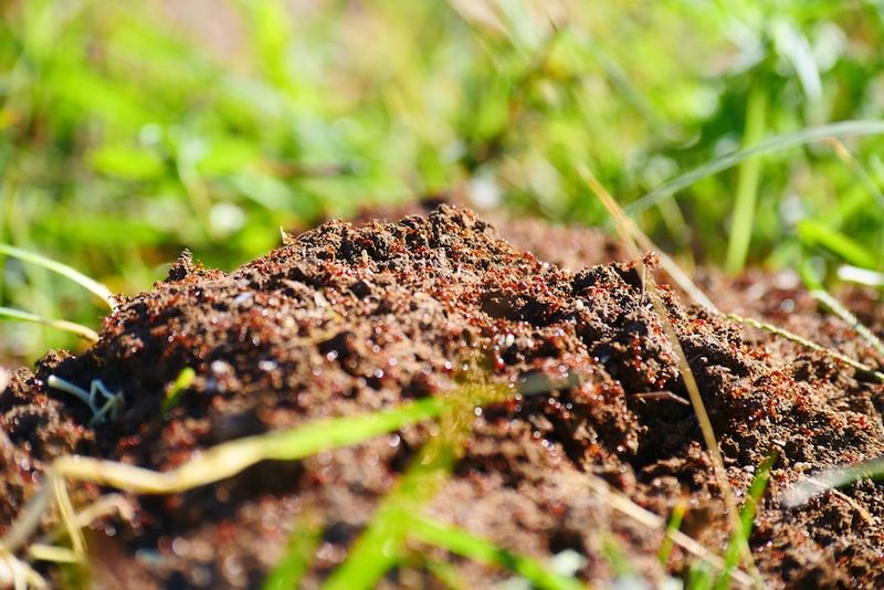 Climate Change Is Expanding Their Territory