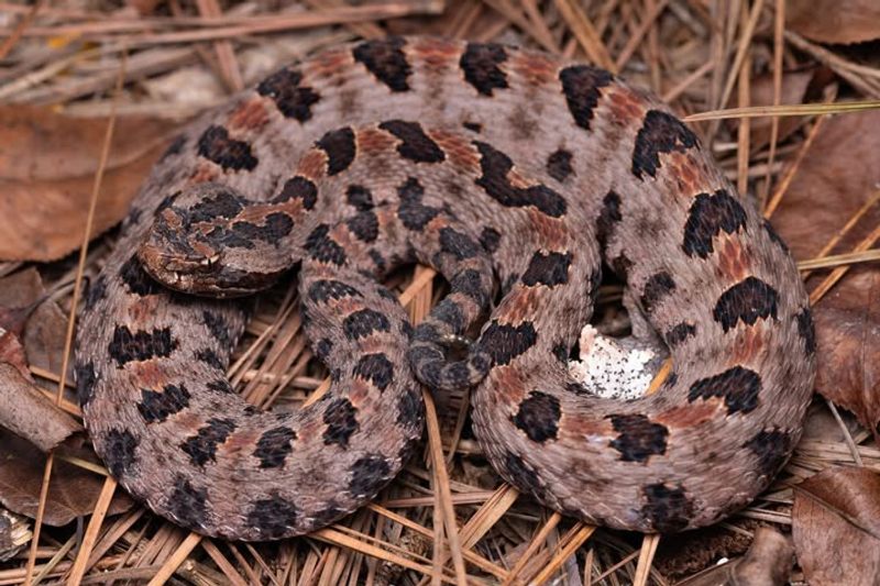 Pygmy Rattlesnake