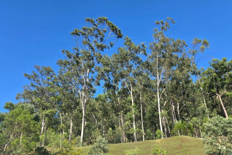 eucalyptus trees