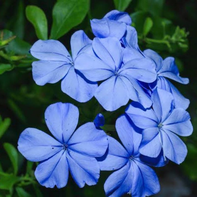 Plumbago