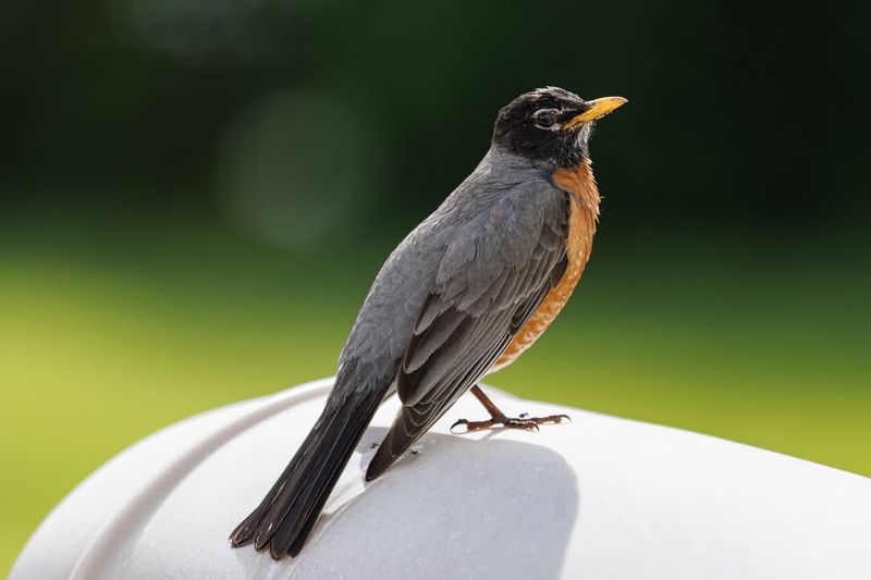 Robins: Worm-Hunting Songbirds