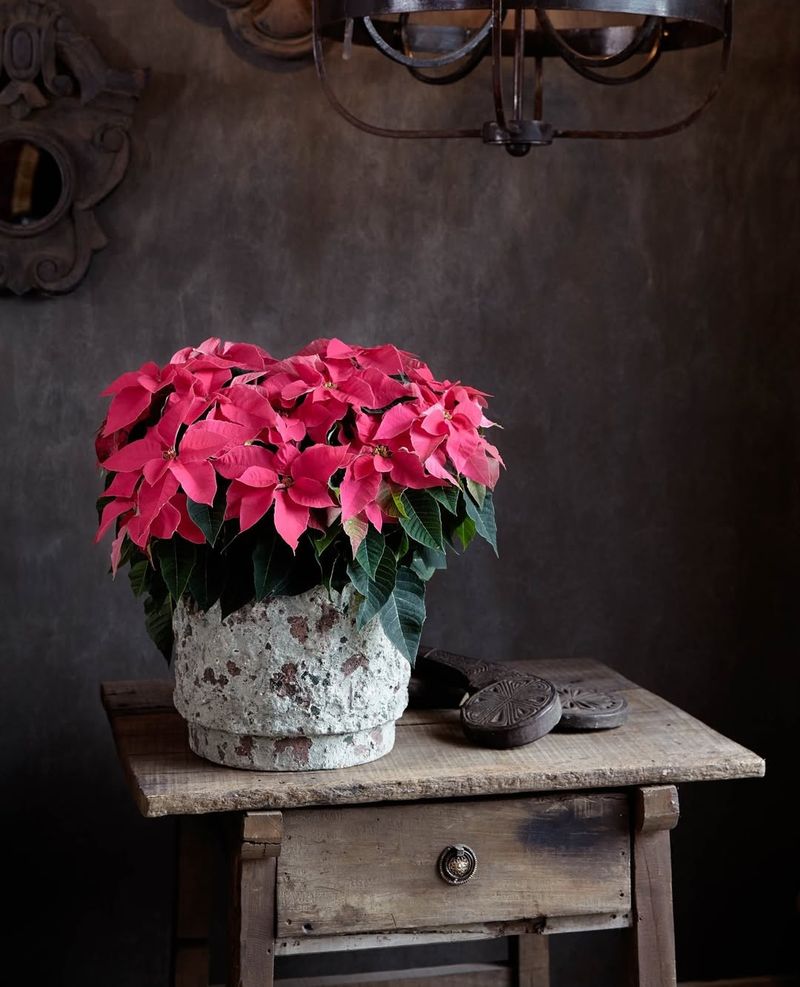 Dark Corners Prevent Proper Growth And Color Retention