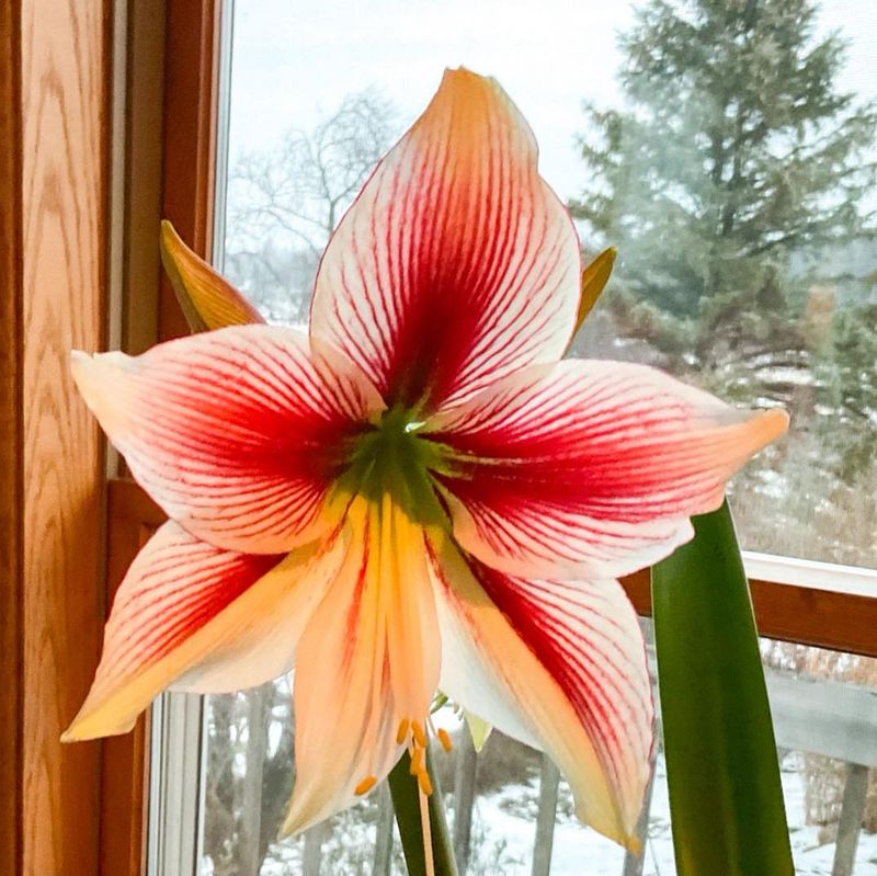 Tall Buds Start Blooming Sooner