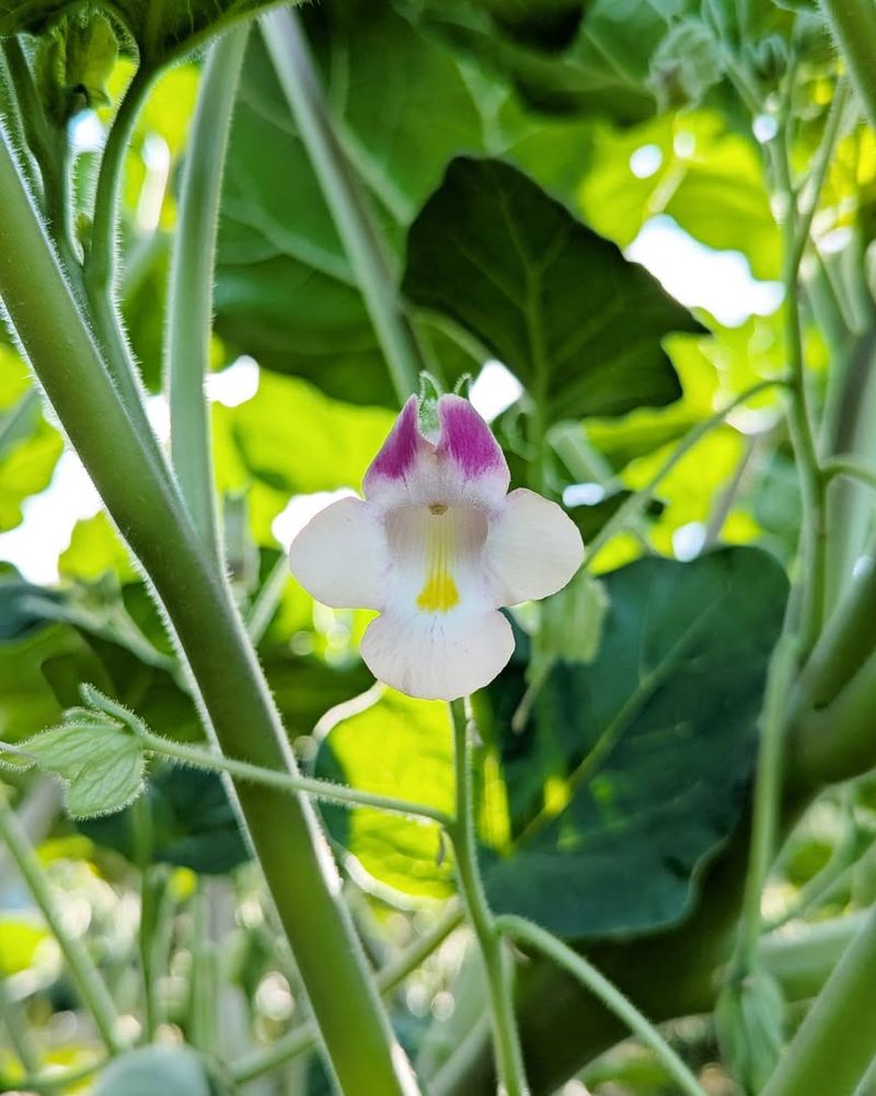 Devil's Claw Evening Blossoms