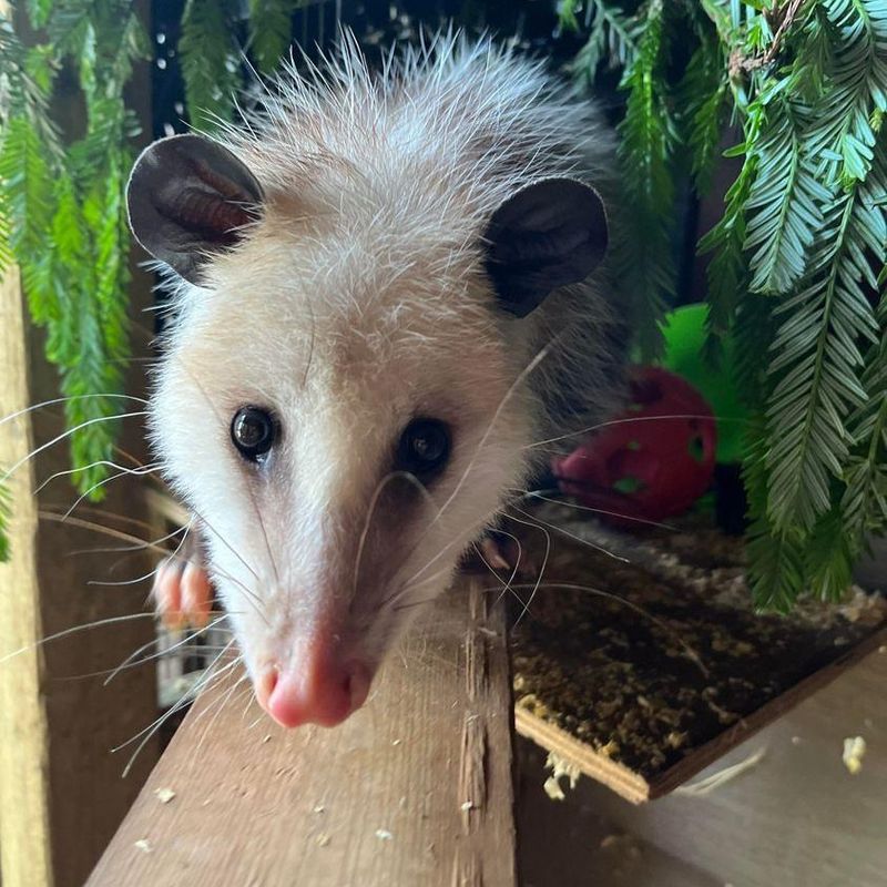 Virginia Opossum
