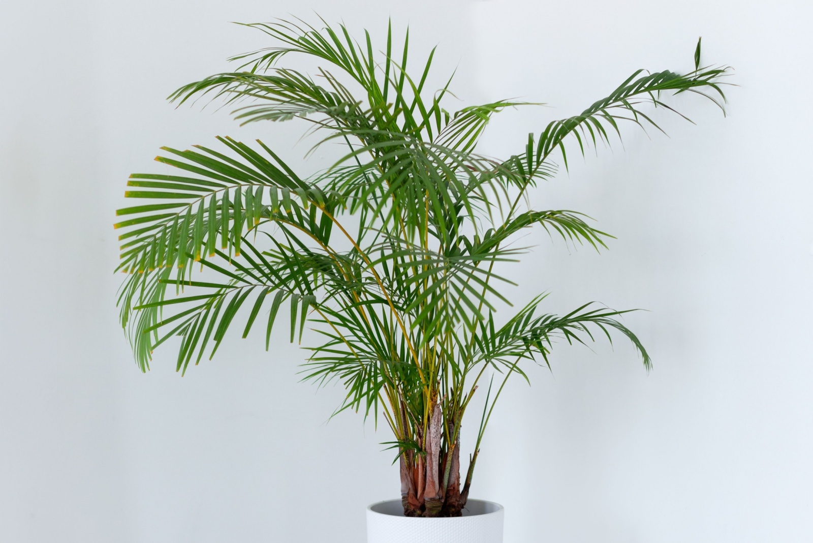 areca palm in white pot