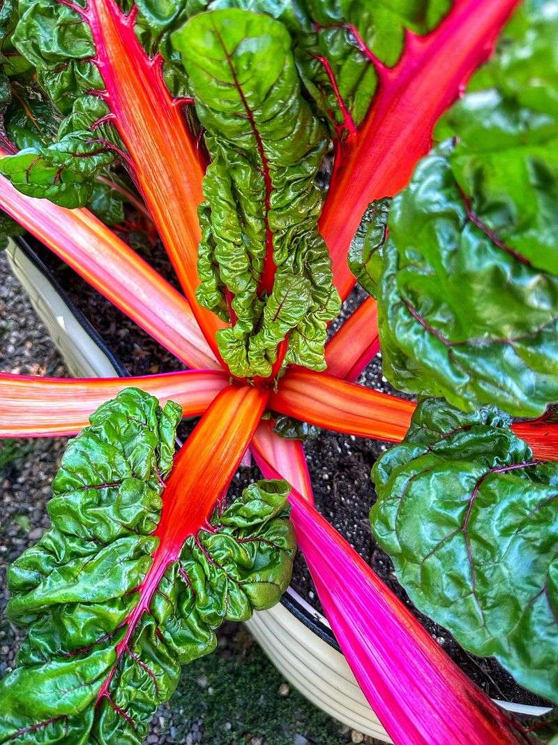 Colorful Rainbow Chard