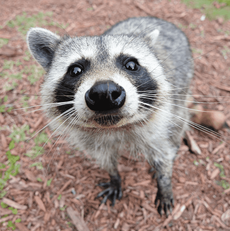 Raccoons Often Carry Rabies And Other Diseases