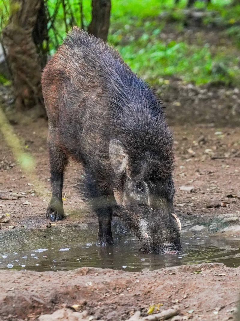 Wild Boar