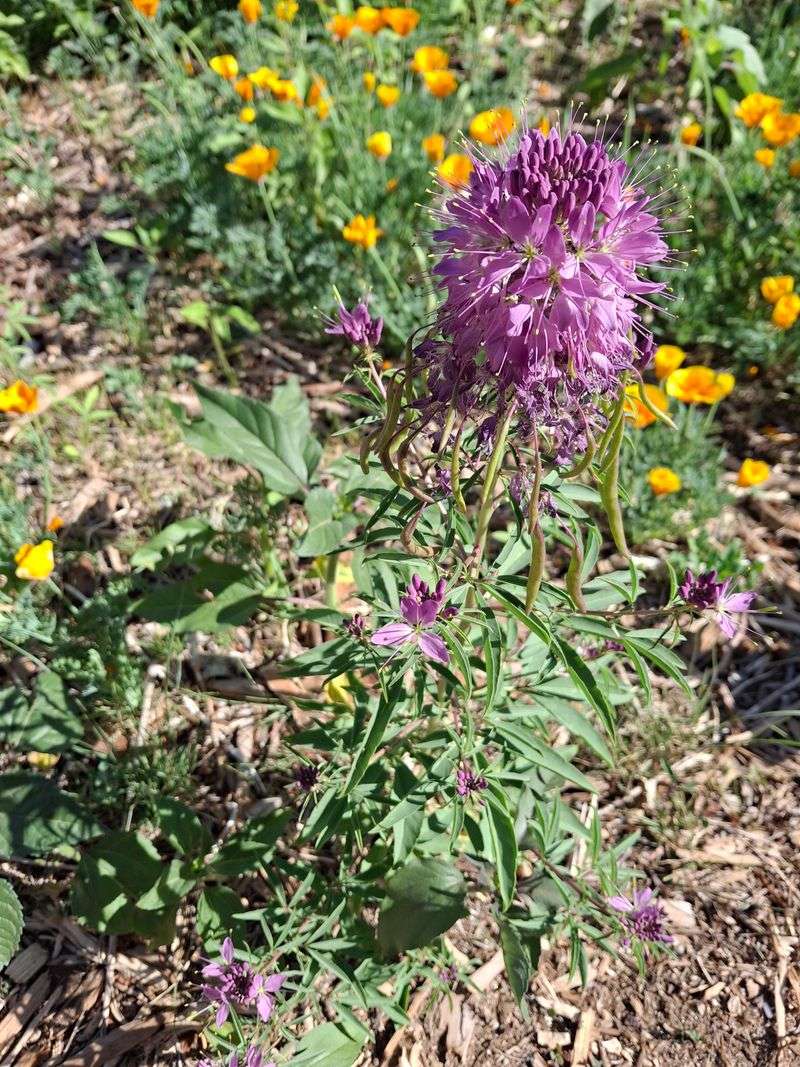 Drought Tolerance Means Consistent Blooms This Year