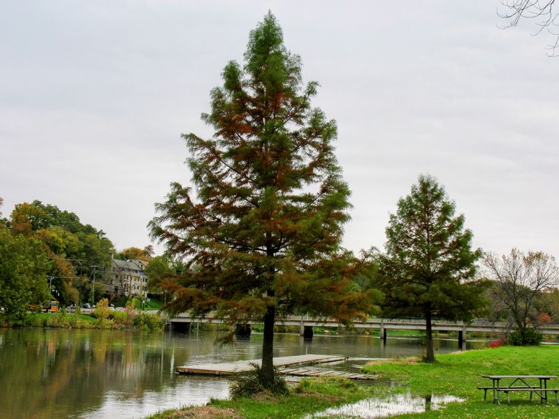 Bald Cypress