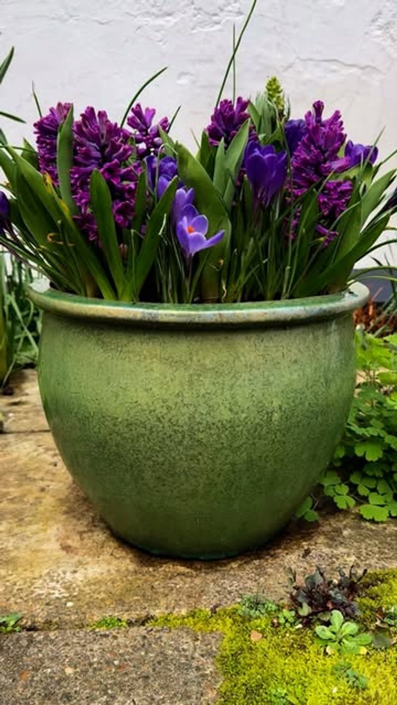 Fewer Blooms Appear Each Year