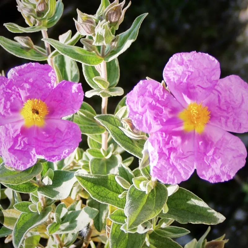 Several Species Offer Different Shades And Sizes