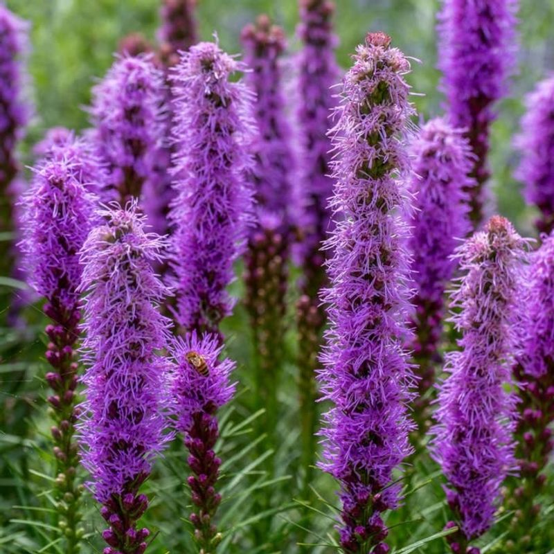 Tolerates Tough Growing Conditions Without Complaint