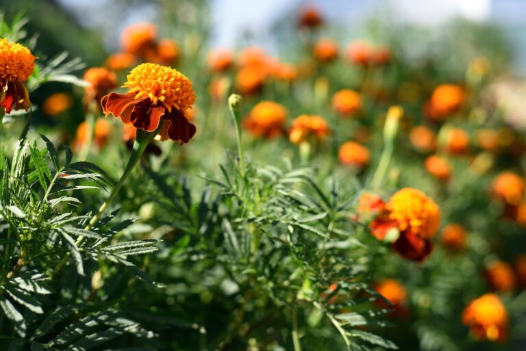 marigolds (featured image)