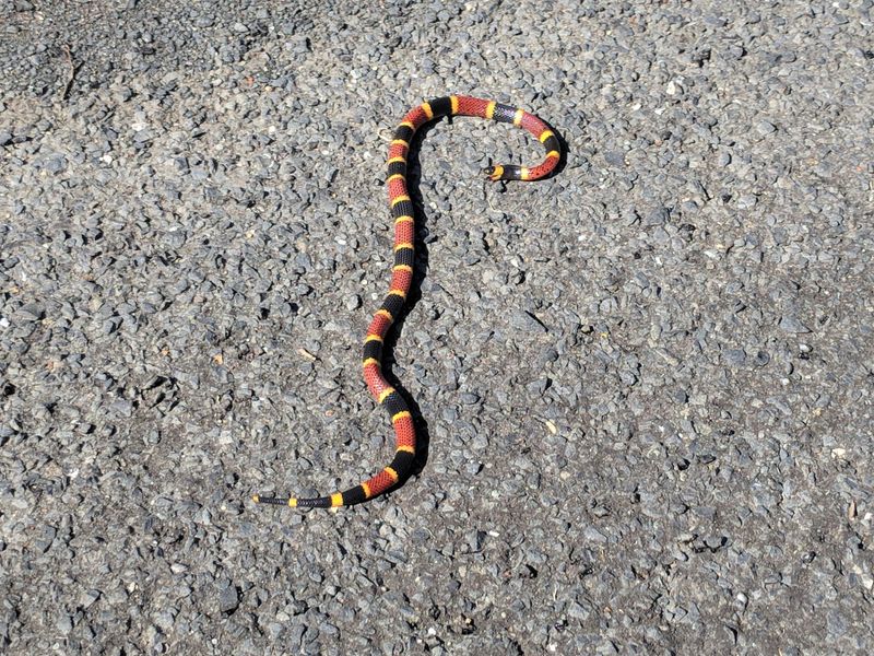 Coral Snakes