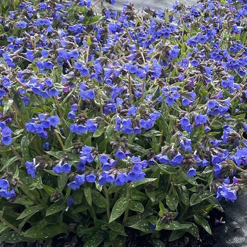 Lungwort (Pulmonaria)