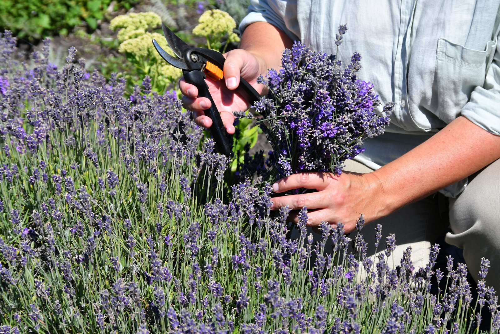 Follow This Simple Method To Make Your Lavender Bush Double In Size Next Season