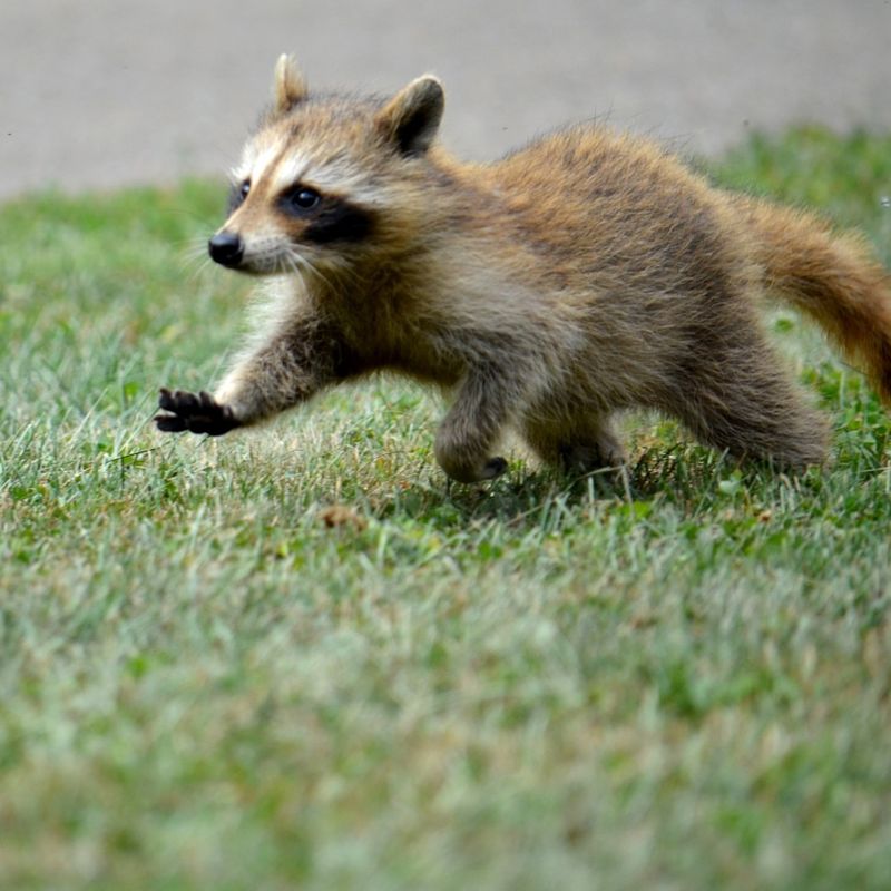 DIY Removal Methods Usually Fail