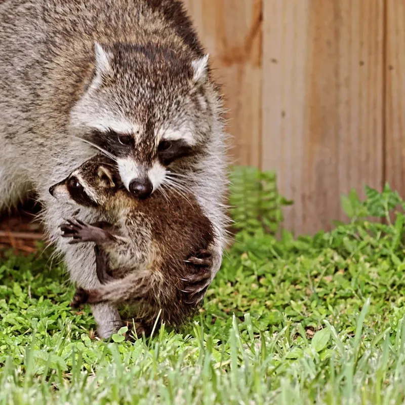 Mother Raccoons Seek Safe Nesting Spots