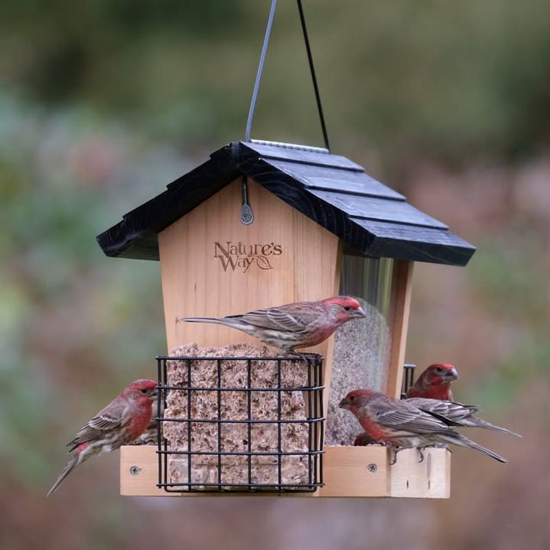 Bird Feeders Provide Easy Winter Meals