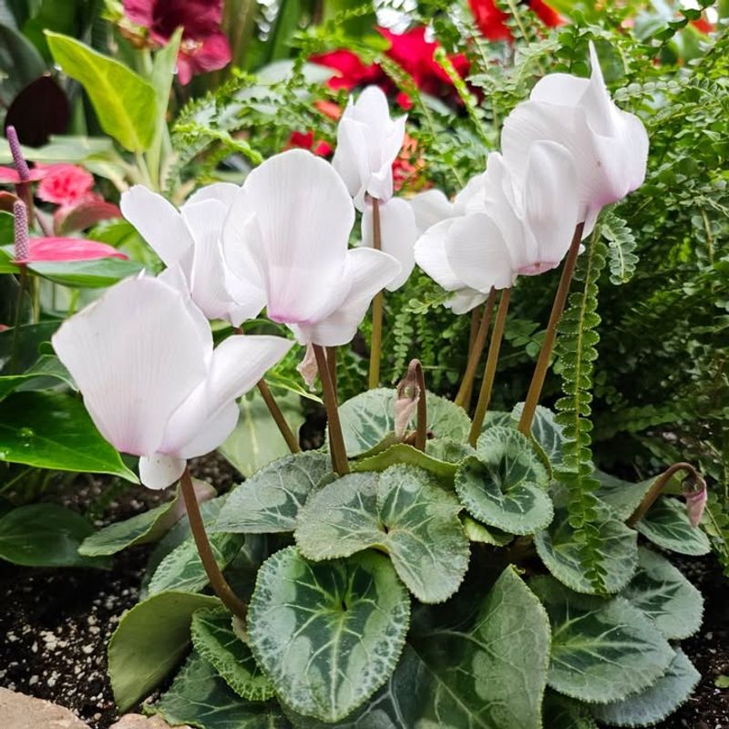 Planting Old Or Dried Tubers