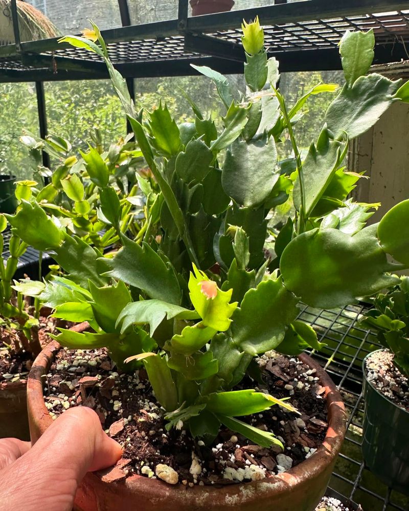 Repotting During Peak Bloom Season