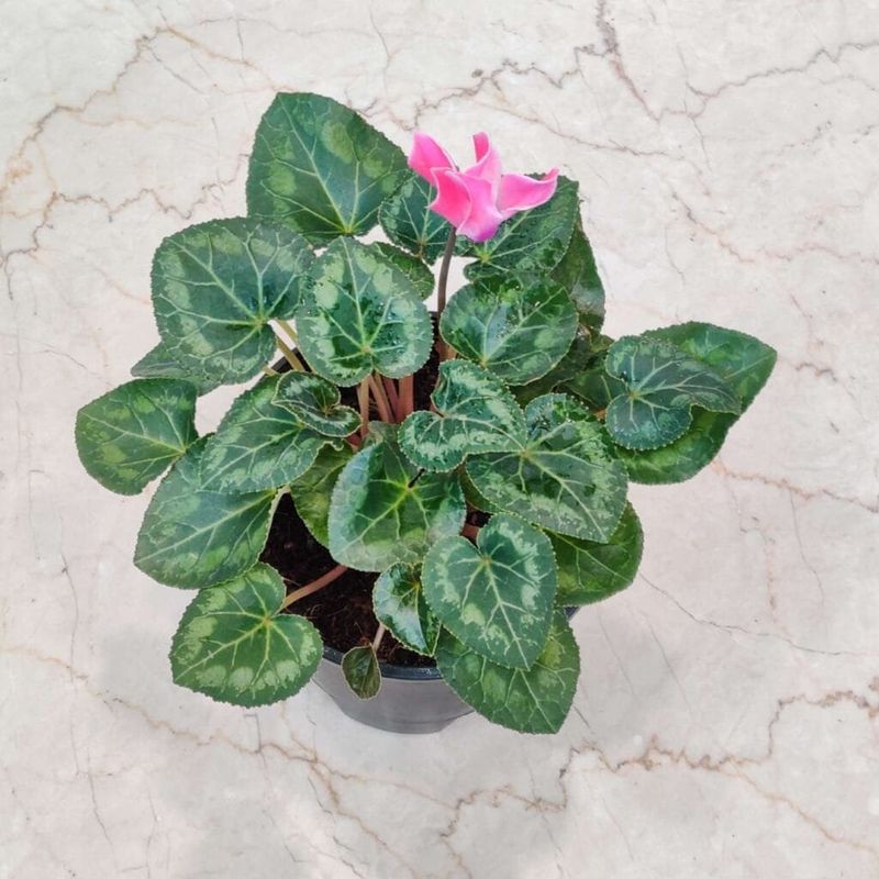 Misting Leaves Instead Of Watering Soil