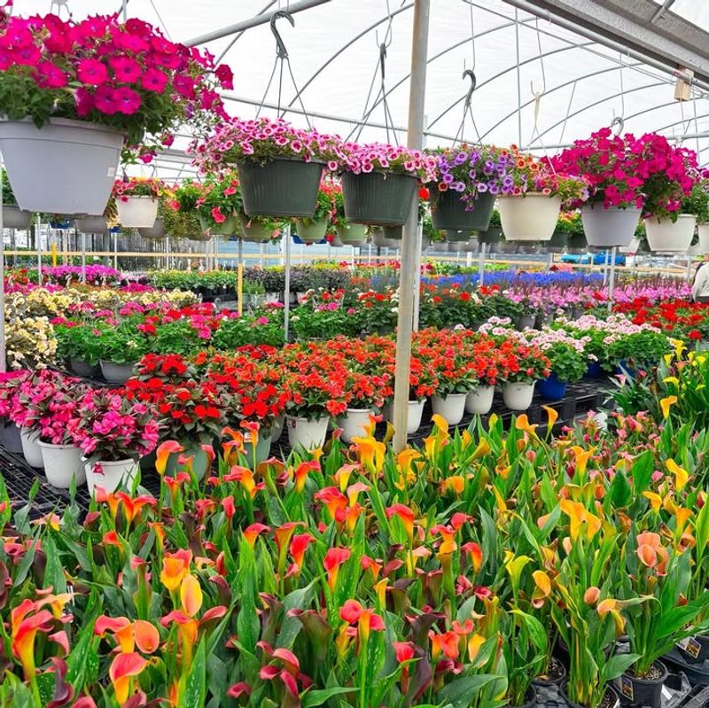 Choosing Plants At The Wrong Season