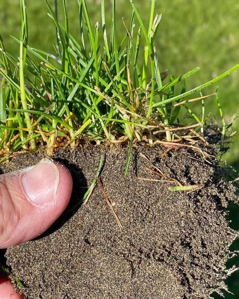 Planting The Wrong Grass Seed