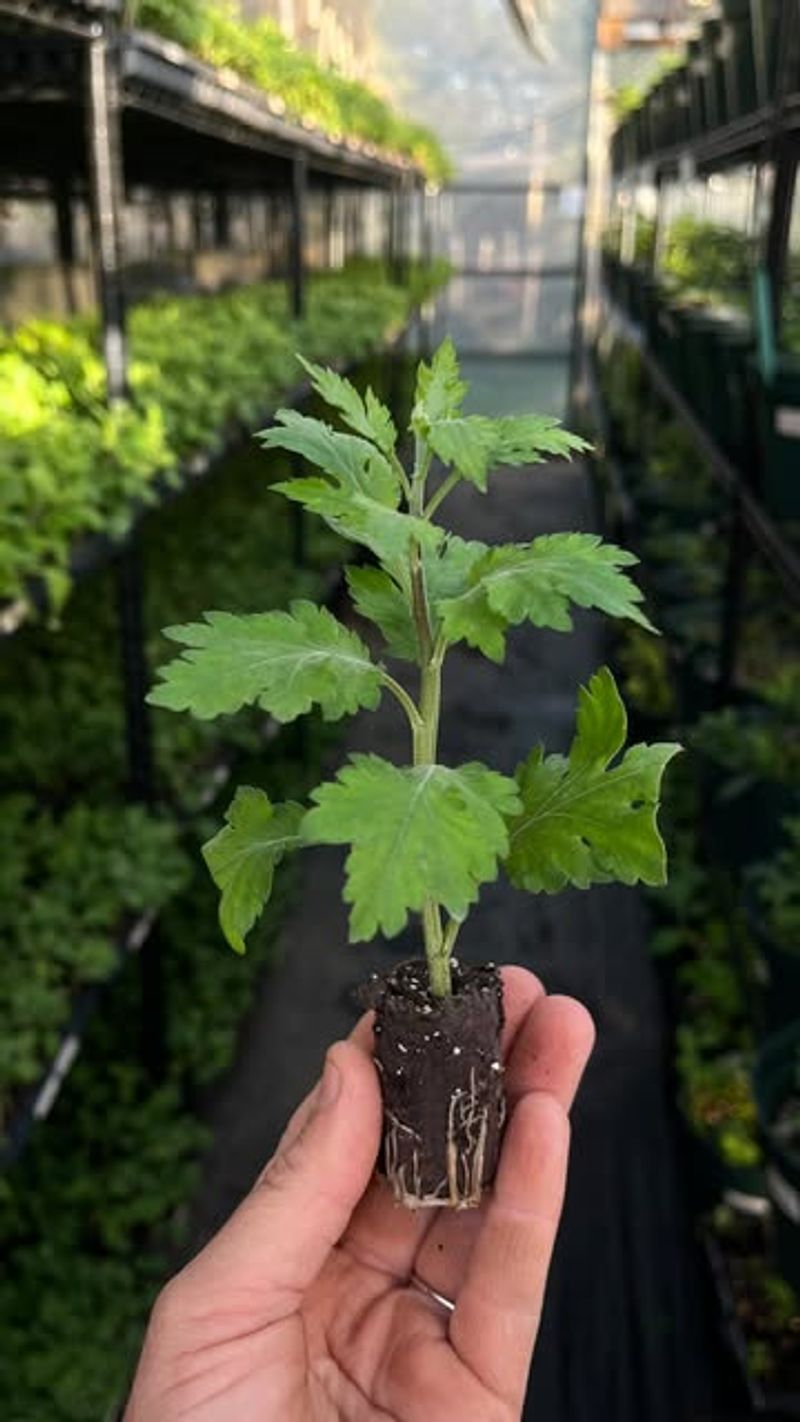 Skipping The Stem And Foliage Inspection