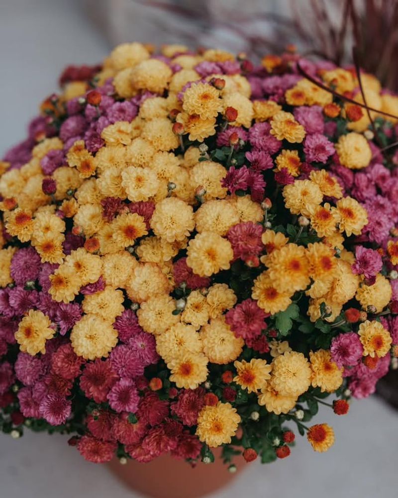 Not Protecting From Early Frost