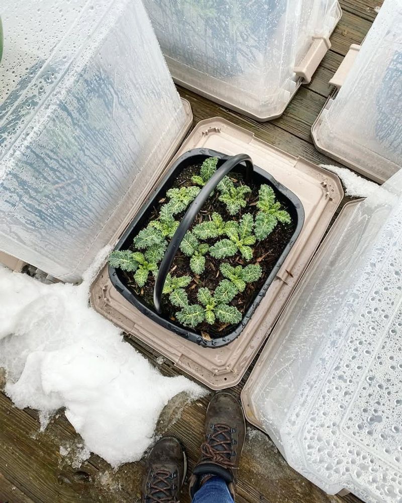 Giving Up After One Freeze