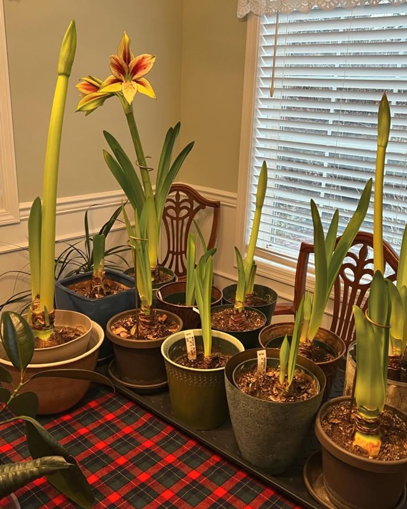 Expecting Instant Blooms Within Days