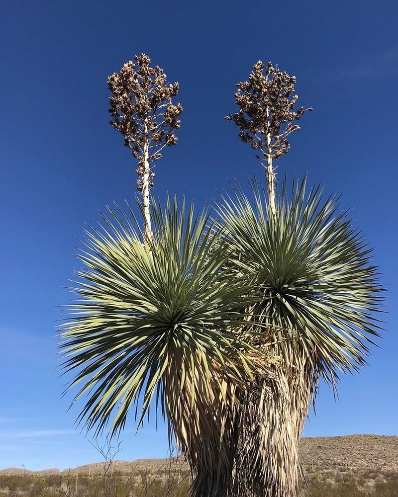 Yucca