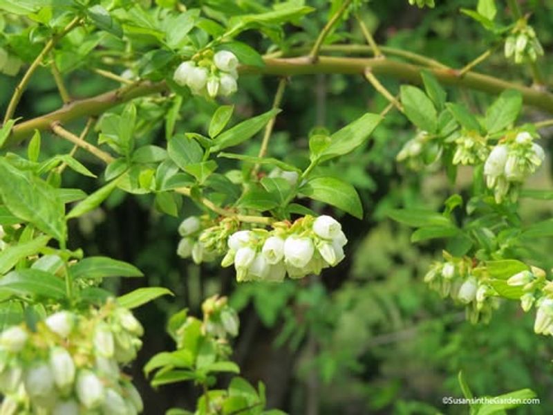Blueberry Bushes