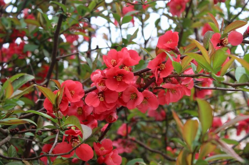Flowering Quince (Chaenomeles speciosa)