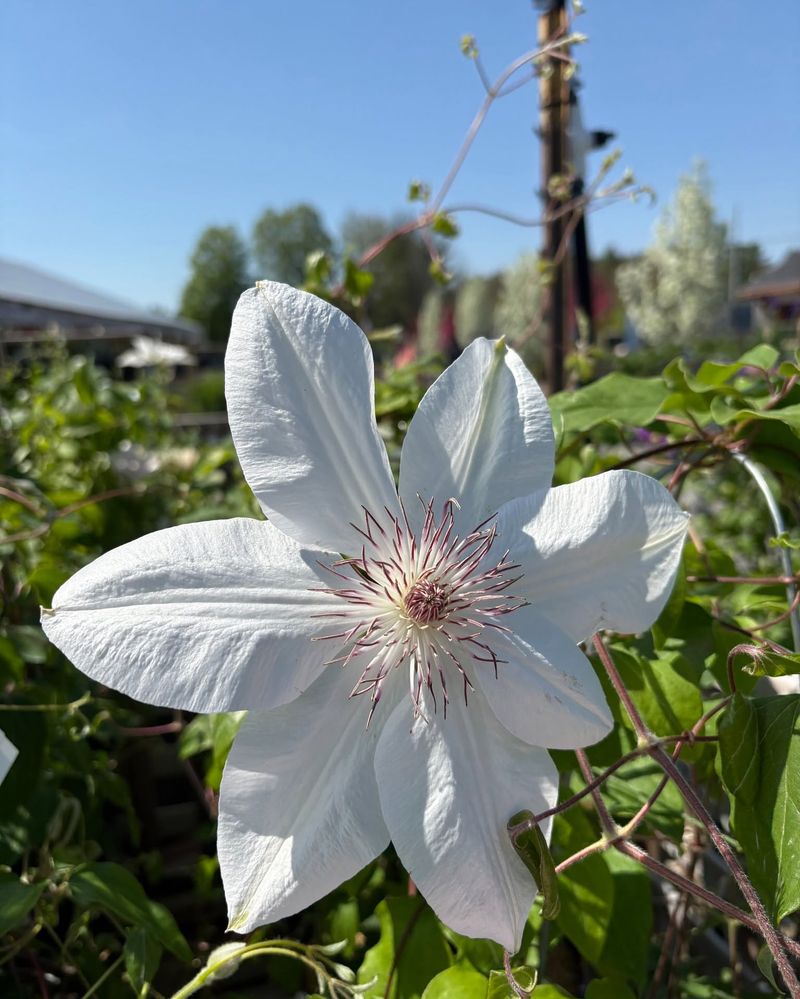 Clematis