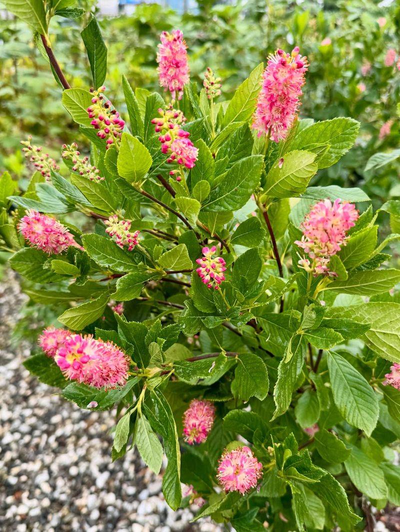 Summersweet Clethra