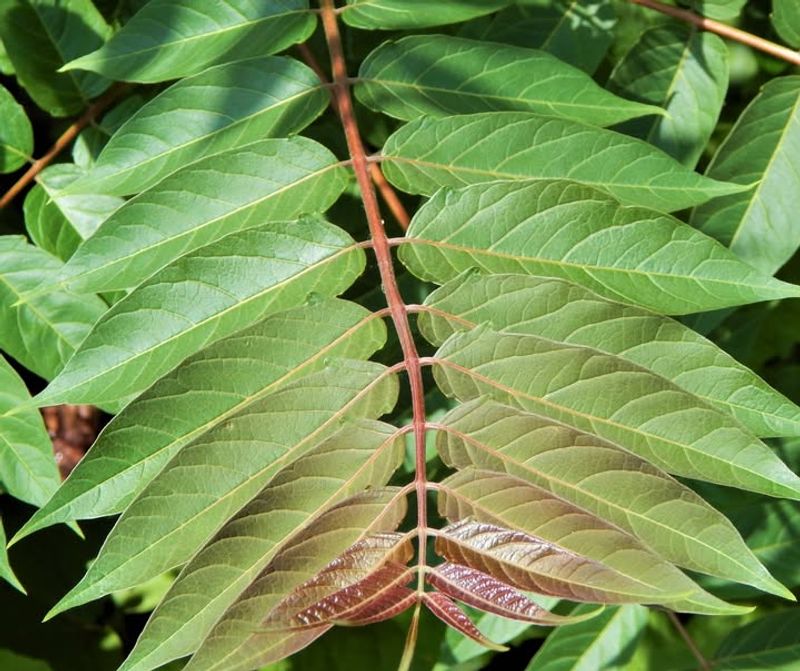 Creates Perfect Habitat For Additional Invasive Pests