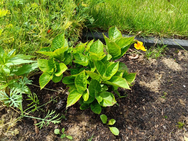 Nutrient Depletion Making Plants Weak